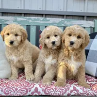 Bosephus , a male Goldendoodle for sale in Carbondale, IL – Photo 4 of 6
