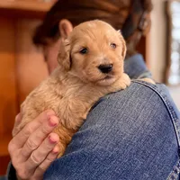 Bosephus , a male Goldendoodle for sale in Carbondale, IL – Photo 3 of 6
