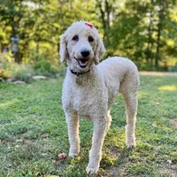 Bosephus , a male Goldendoodle for sale in Carbondale, IL – Photo 5 of 6