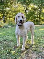 Bosephus , a male Goldendoodle for sale in Carbondale, IL – Photo 3 of 4