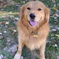 Bosephus , a male Goldendoodle for sale in Carbondale, IL – Photo 6 of 6