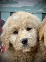 Bosephus , a male Goldendoodle for sale in Carbondale, IL – Photo 1 of 4
