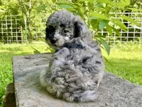 Fifi - Full AKC - health guaranteed , a female Poodle - Toy  for sale in Carbondale, IL – 3 of 10