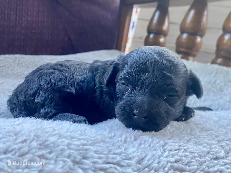 Winky F1B – Pomapoo puppy for sale in Carbondale, IL