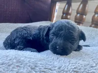 Winky F1B, a male Pomapoo for sale in Carbondale, IL – 1 of 7