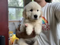 Bobo , a male Golden Retriever for sale in Carbondale, IL – Photo 4 of 7