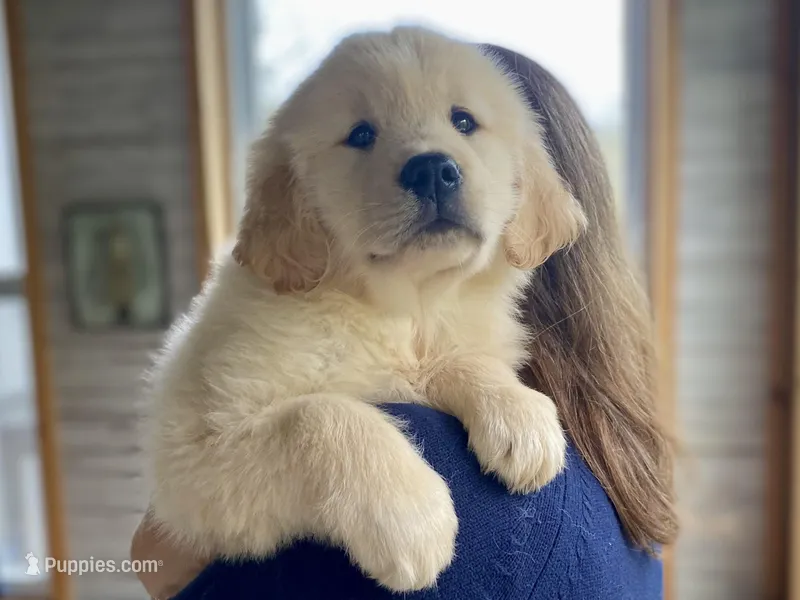 Bobo  – Golden Retriever puppy for sale in Carbondale, IL
