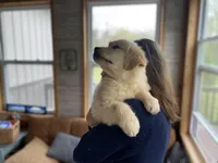 Bobo , a male Golden Retriever for sale in Carbondale, IL – Photo 7 of 7