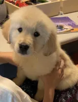 Bobo , a male Golden Retriever for sale in Carbondale, IL – Photo 2 of 7