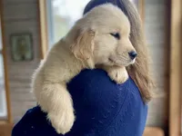 Bobo , a male Golden Retriever for sale in Carbondale, IL – Photo 5 of 7