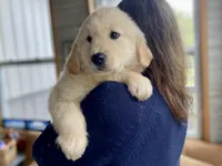 Bobo , a male Golden Retriever for sale in Carbondale, IL – Photo 6 of 7
