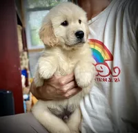 Bobo , a male Golden Retriever for sale in Carbondale, IL – Photo 3 of 7