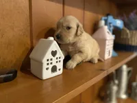 Camilla AKC- health guaranteed , a female Golden Retriever for sale in Carbondale, IL – 9 of 9