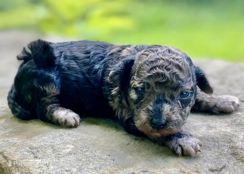 Fifi ( AKC + health guaranteed ) – Poodle - Toy  puppy for sale in Carbondale, IL