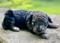 Fifi ( AKC + health guaranteed ), a female Poodle - Toy  for sale in Carbondale, IL – 1 of 4