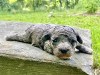 Pierre ( AKC + health guaranteed ), a male Poodle - Toy  for sale in Carbondale, IL – 1 of 4
