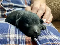Bill F1B, a male Pomapoo for sale in Carbondale, IL – 4 of 6