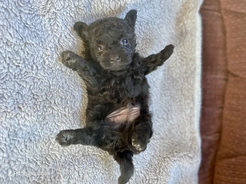 Winky F1B – Pomapoo puppy for sale in Carbondale, IL