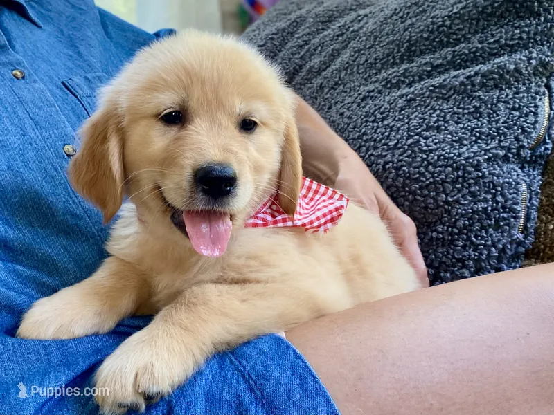 Arielle AKC- health guaranteed  – Golden Retriever puppy for sale in Carbondale, IL