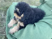 Shadow, a male Poodle - Toy  for sale in Carbondale, IL – 3 of 6