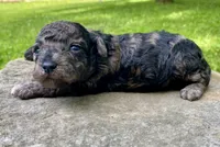 Fifi ( AKC + health guaranteed ), a female Poodle - Toy  for sale in Carbondale, IL – 2 of 4