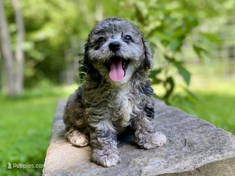 Portia ( AKC + health guaranteed ) – Poodle - Toy  puppy for sale in Carbondale, IL