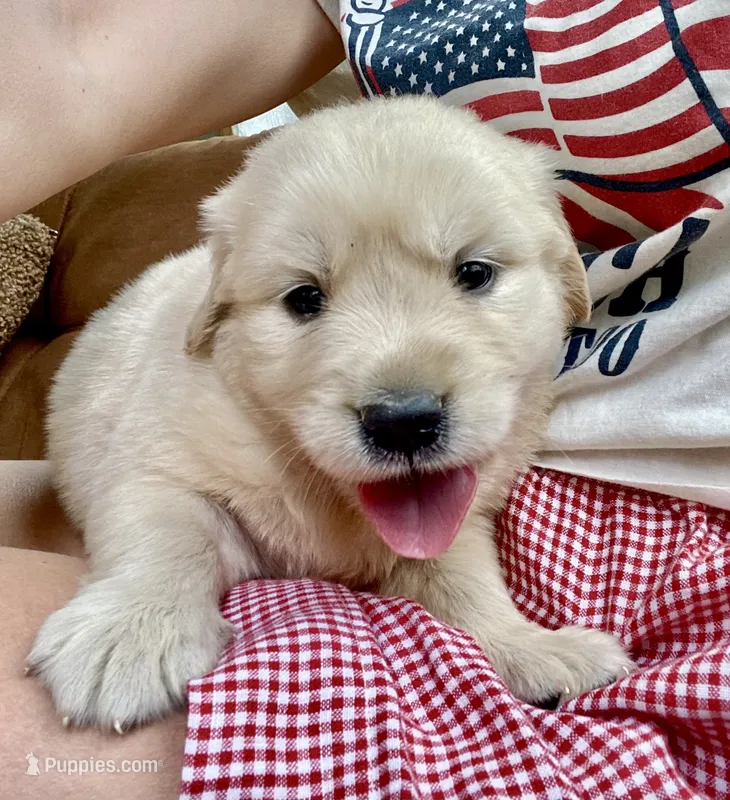 Camilla AKC- health guaranteed  – Golden Retriever puppy for sale in Carbondale, IL