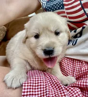 Camilla AKC- health guaranteed , a female Golden Retriever for sale in Carbondale, IL – 1 of 9