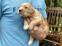 Buttercup 🧈 , a female Goldendoodle for sale in Carbondale, IL – 4 of 7