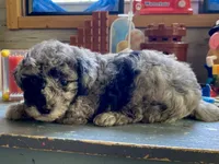 Fifi - Full AKC - health guaranteed , a female Poodle - Toy  for sale in Carbondale, IL – 2 of 4