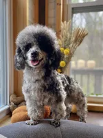 Unborn litter, a  Poodle - Toy  for sale in Carbondale, IL – Photo 1 of 2