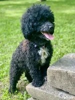 Unborn litter, a  Poodle - Toy  for sale in Carbondale, IL – Photo 2 of 2