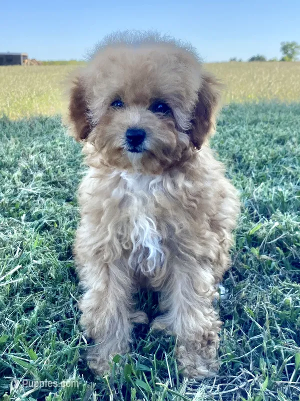 Minnie – Poodle - Toy  puppy for sale in Carbondale, IL