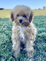 Minnie, a female Poodle - Toy  for sale in Carbondale, IL – 1 of 5