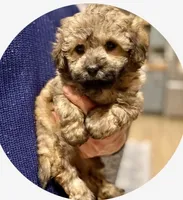 Unborn litter, a  Pomapoo for sale in Carbondale, IL – 2 of 2