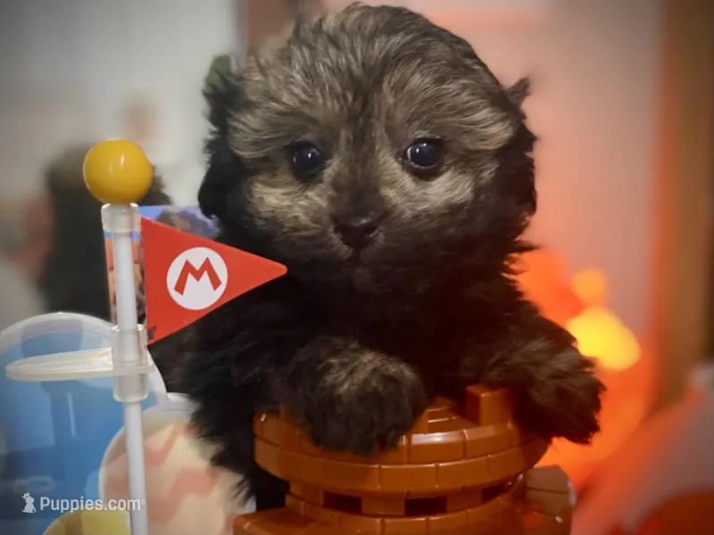 Brigitta- f1b hypoallergenic