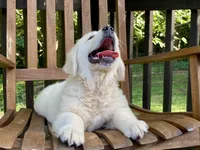 Chloe- health guaranteed , a female English Cream Golden Retriever for sale in Carbondale, IL – 3 of 6