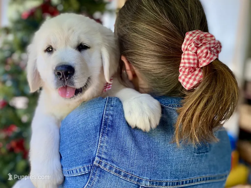 Chloe – Golden Retriever puppy for sale in Carbondale, IL