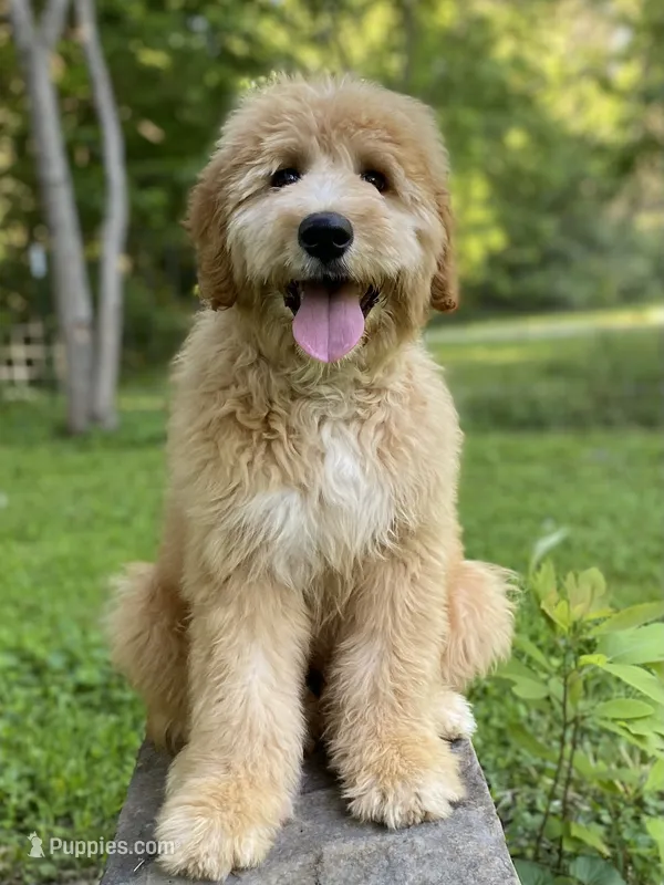 Bosephus ( Beau ) – Goldendoodle puppy for sale in Carbondale, IL
