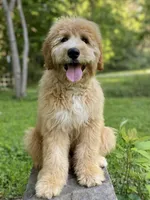 Bosephus ( Beau ), a male Goldendoodle for sale in Carbondale, IL – 2 of 5