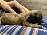 Beatrix F1B, a female Pomapoo for sale in Carbondale, IL – 4 of 8