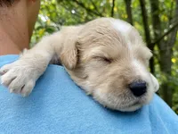 Bosephus, a male Goldendoodle for sale in Carbondale, IL – 4 of 6