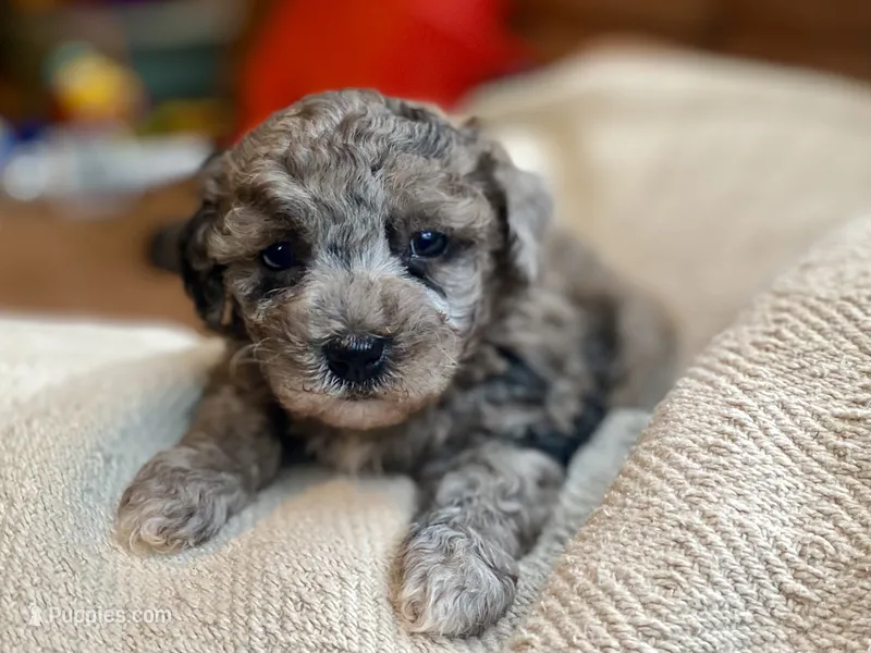Portia ( AKC + health guaranteed ) – Poodle - Toy  puppy for sale in Carbondale, IL