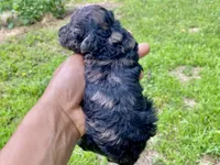 Fifi ( AKC + health guaranteed ), a female Poodle - Toy  for sale in Carbondale, IL – 3 of 4