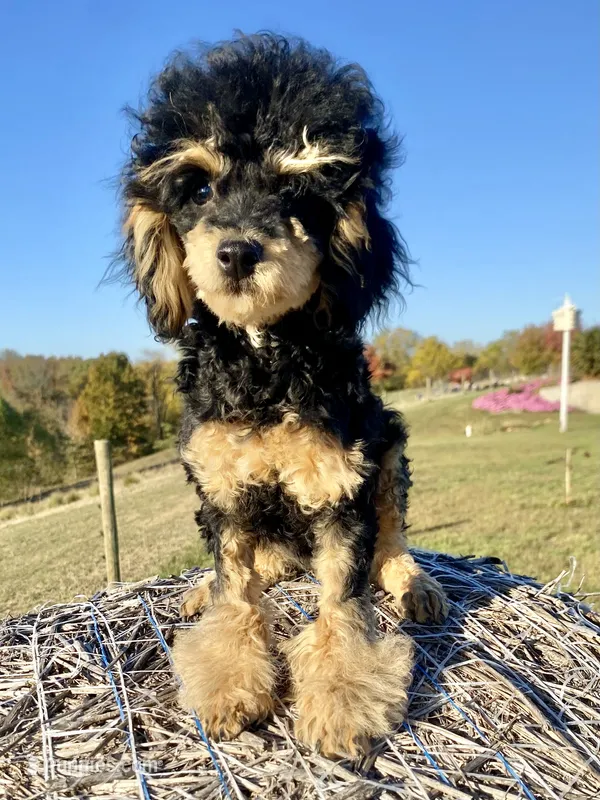 Shadow – Poodle - Toy  puppy for sale in Carbondale, IL