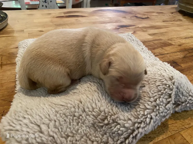 Bosephus AKC – Golden Retriever puppy for sale in Carbondale, IL