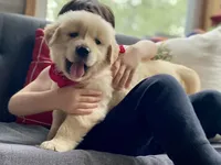 Bosephus AKC, a male Golden Retriever for sale in Carbondale, IL – Photo 2 of 7