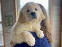 Bosephus AKC, a male Golden Retriever for sale in Carbondale, IL – Photo 5 of 7