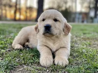 Bosephus AKC, a male Golden Retriever for sale in Carbondale, IL – Photo 7 of 7