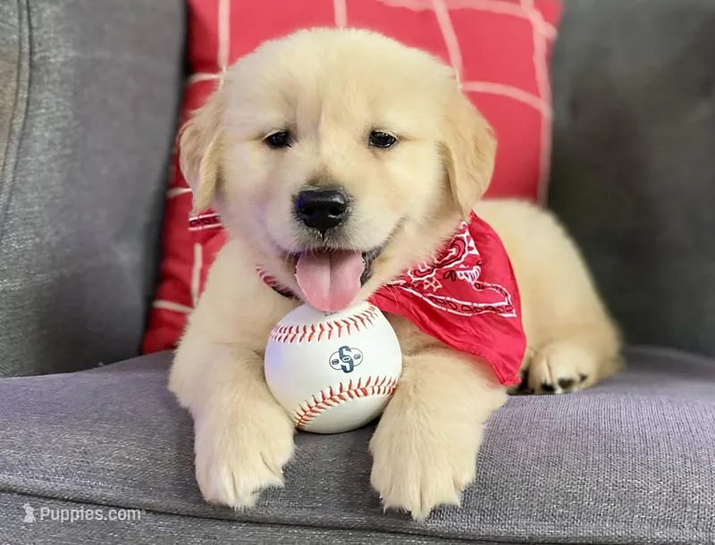 Bosephus AKC – Golden Retriever puppy for sale in Carbondale, IL